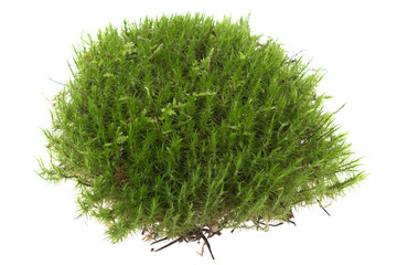 forest moss, green grass on a white background