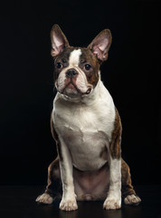 Boston Terrier Dog on Isolated Black Background 