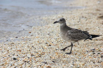 close-up of bird perching on sand