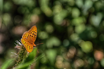 Top view of a orange and black butterfly against a green burred background.