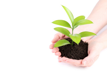 Female hands holding young plant on white background