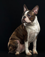 Boston Terrier Dog on Isolated Black Background 