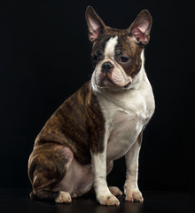 Boston Terrier Dog on Isolated Black Background 