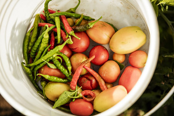 Tomato harvest
