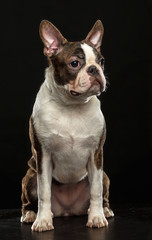 Boston Terrier Dog on Isolated Black Background 