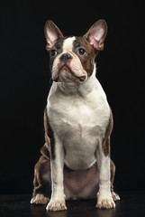 Boston Terrier Dog on Isolated Black Background 