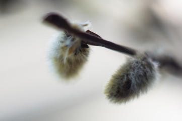 early spring willow twigs with catkins