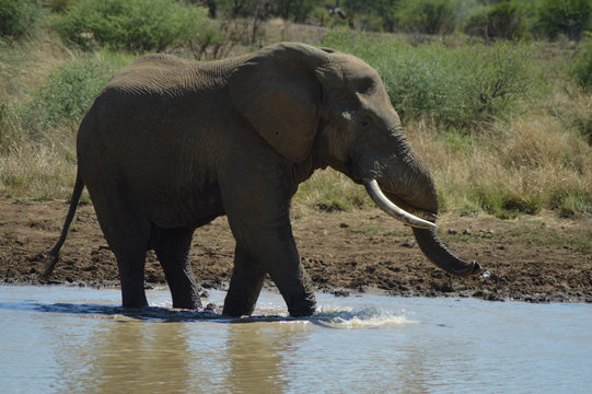 A Musth/Must elephant in Kruger National park