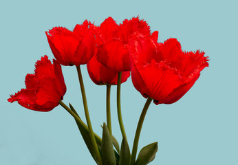 Fowers, red tulips. .