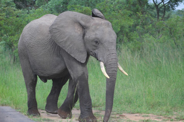 Fototapeta na wymiar A Musth/Must elephant in Kruger National park