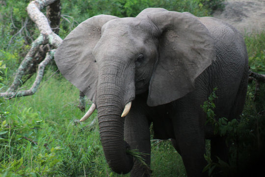 A Musth/Must elephant in Kruger National park