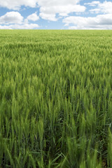 A young green wheat crop under a partly cloudy sky