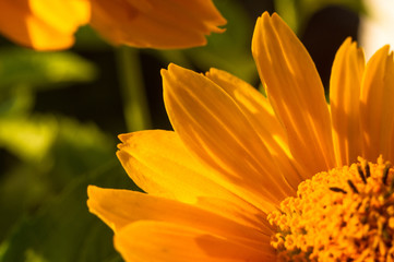 bouquet of bright yellow flowers Heliopsis helianthoides