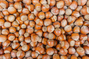 lots of hazelnut nuts, walnut natural background