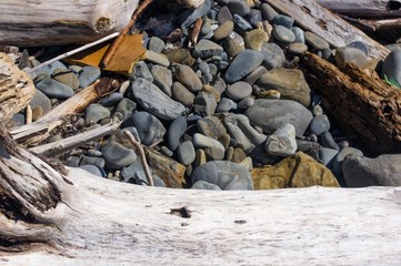 driftwood, washed up by the sea on a pebble beach