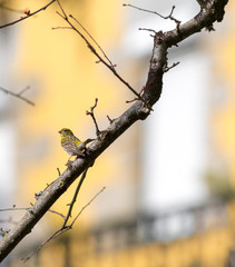 Little Yellow Bird, Chamariz - Serinus Serinus.