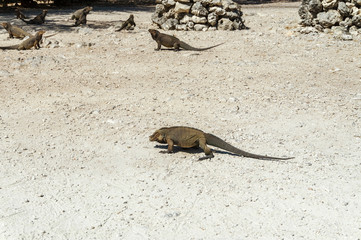 group of wild iguanas in the wild