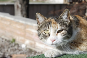 tekir kedi close up renkli portre