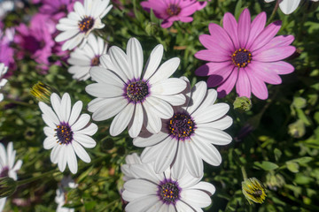 Obraz na płótnie Canvas White and violet daisies in the garden