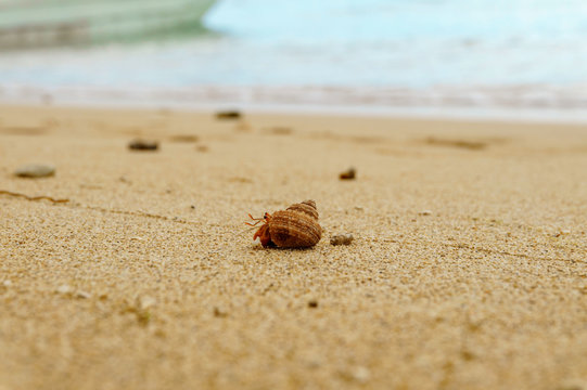 Hermit crab on the sandy beach