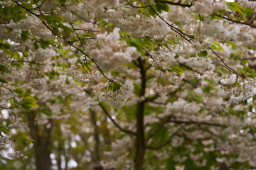 Fototapeta premium The blossoming cherry tree in the park with a lot of coloured tulips