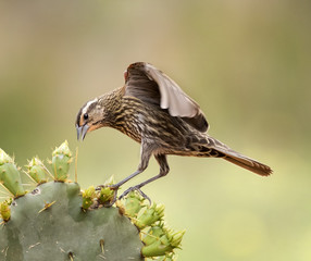 white crowned sparrow