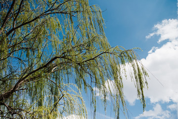Willow Tree in Spring