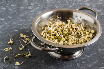 Fresh mung bean sprouts in colander