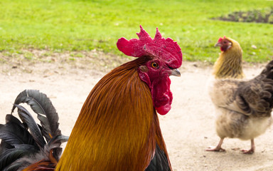 Multicolored cock crowing in the park in the morning.