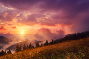 Naklejka na ściany i meble Foggy morning shiny summer landscape with mist, golden meadow and sun shining