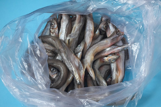 Raw fish. Fresh smelt, capelin or caplin fish.