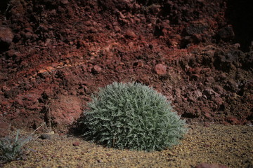 Teneriffa Natur 23