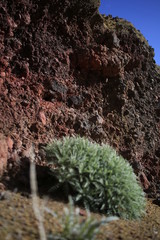 Teneriffa Natur 22