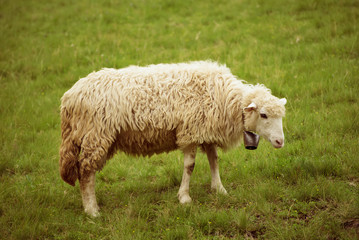 Single white sheep grazing at green meadow, natural agriculture background