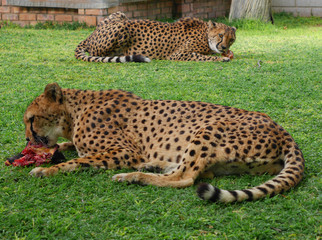 Beautiful cheetah.  Botswana, Africa.