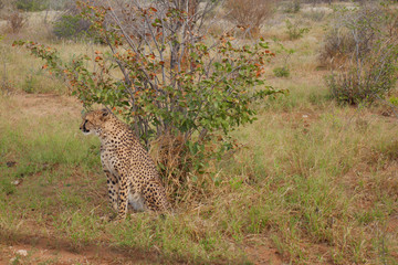 Beautiful cheetah.  Botswana, Africa.