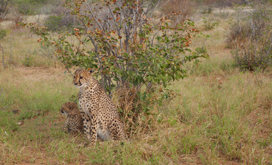 Beautiful cheetah.  Botswana, Africa.