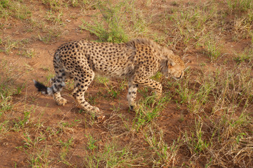 Beautiful cheetah.  Botswana, Africa.