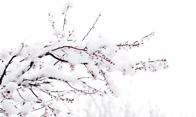 A cold and snowy start to spring. Dogwood blossoms covered in wet snow.
