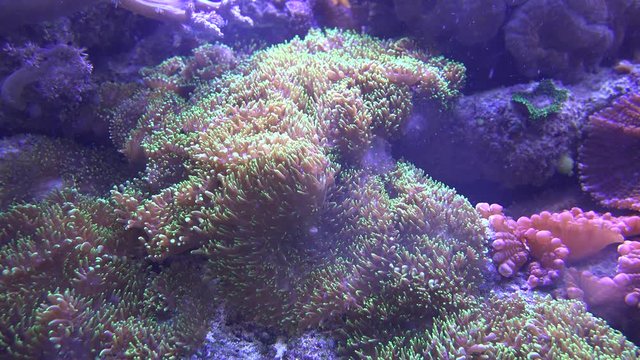 Underwater Sea Anemone Wildlife