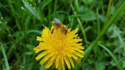 Bee on flower