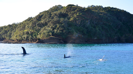 Passage of three killer whales in the Goat Island Marine Reserve © mickael