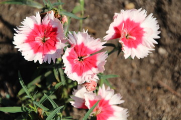 Canada Day Flowers At Alexander Circle, Edmonton, Alberta