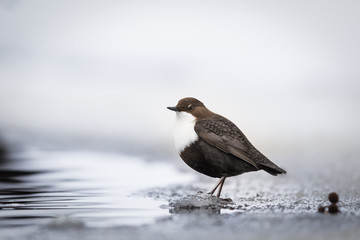 White-throated dipper in a wintery setting