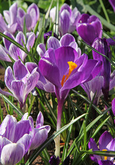 Crocus violets