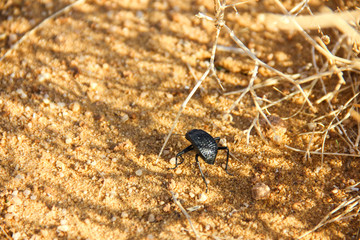 close up shot of bug in desert