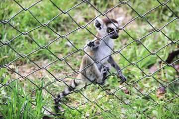 Baby lemur in an area closed with fence