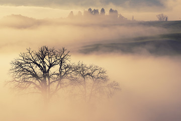 Obraz na płótnie Canvas Beautiful foggy sunrise in Tuscany, Italy with vineyard and trees. Natural misty background