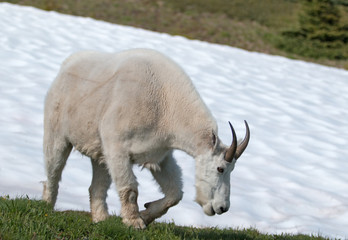 Male Billy Mountain Goat on snow on Hurricane Ridge in Olympic National Park in Washington state...
