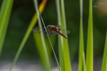 drobny owad na tle zielonej rośliny, ważka